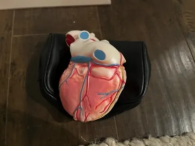 Vintage Human Heart Anatomy Model 2 Piece Case • $39.99