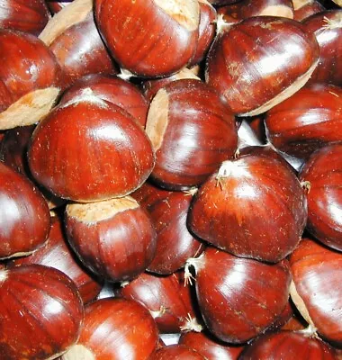 5kg Fresh Chestnuts New 2024 Season. Organically Grown  Vegan Nuts • $95