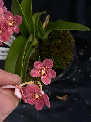 $50 • Buy Select Barrita Orchids Sarcochilus INDP/123