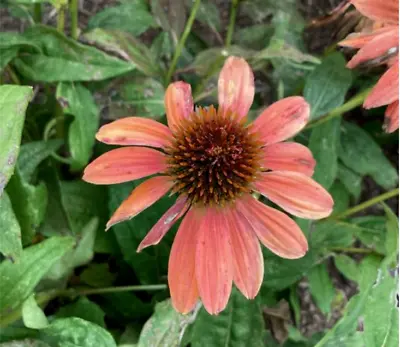 Echinacea Orange Red Coneflower  Plant Perennial 2 X 9cm POT Plant Now Striking • £8.99