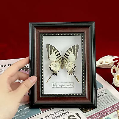 Beautiful Framed Butterfly Wall Decor Taxidermy Collectables Entomology Specimen • $13.99