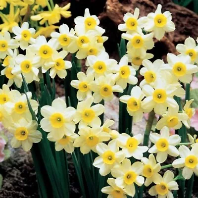 Narcissus 'minnow' Daffodil Flower Bulbs Fragrant Miniature Unique Spring Blooms • $9.99