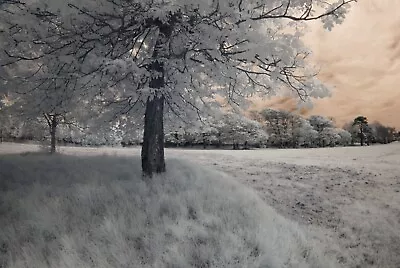 £155 • Buy Nikon D40x Infrared Converted 720nm IR Camera Body Only Standard Infrared IR.