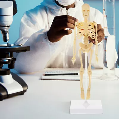 Detailed Anatomical Skeleton Model For Medical And Educational Use • $14.69