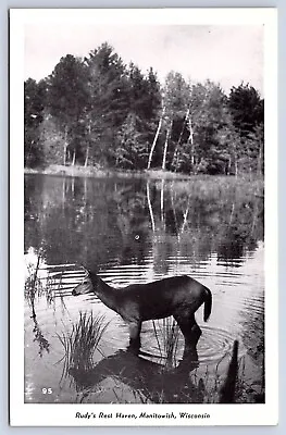 Deer In Lake Rudy's Rest Haven Manitowish Wisconsin North Woods Postcard 00709 • $7.95