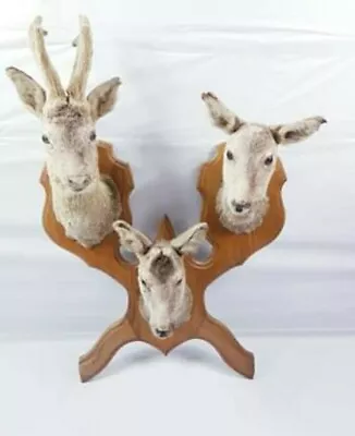 £1000 • Buy Taxidermy Deer Vintage Stag 3 Heads Antlers Mounted Ready For Hanging SUPER RARE