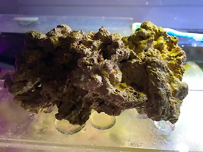 $70 • Buy 10 Pounds Of Real Live Rock; Fiji Rock From Established Reef Aquariums.