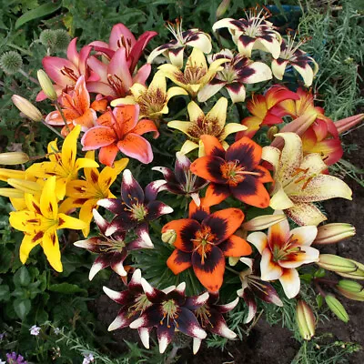 7 Lilium Bi Coloured Mixed Asiatic Lily Bulbs Perennial Summer Flowering Plant • £11.99