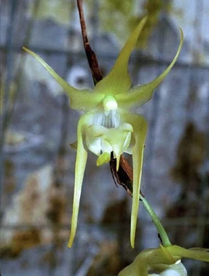 $36 • Buy Aeranthes Grandiflora Species