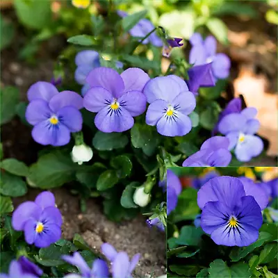 VIOLA BLUE PERFECTION 65 Seeds Grow FLOWERS Beautiful GARDEN • $3.98