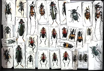 £18 • Buy Collection Of Malaysian Cerambicidae
