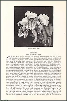 Orchids : Lycaste ; Epidendrum Prismatocarpum ; Dendrobium Nobile ; Masdevallia • $19.26
