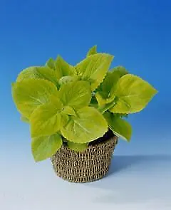 Coleus Giant Exhibition Lime 10 Seeds- Rare Magnificent • £2.39