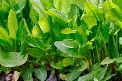 £0.99 • Buy French Sorrel 1100 Seeds Lemon Garden  Perennial