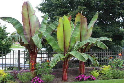 Banana - Musa Ensete - Tropical Exotic Plant Seeds - 2 5 11 23 Seed Packet  • £2.49