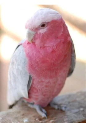 $17.95 • Buy 5D Diamond Painting Kit Full Round Drill Pink Galah 30X20 Home Decor Art Craft