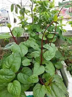 100+ Red (rubra) Malabar Spinach Seeds/ Mồng Tơi đỏ/ For 2024 Season • $3.92