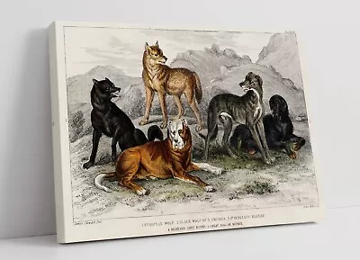 £37.99 • Buy Oliver Goldsmith, Collection Of Dogs -canvas Wall Artwork Picture Print