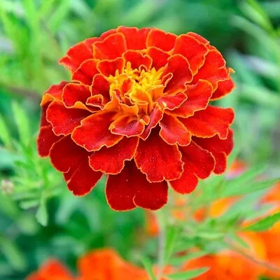 Marigold Seeds Flowering Garden Plants 'Scarlet Sophie' 300+ SeedsApprox FREEP&P • £2