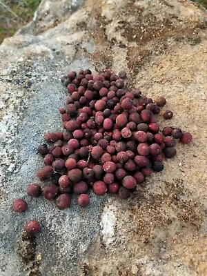 Common Whiteleaf Manzanita Tree Seeds X40 • $10