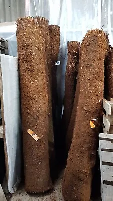 £549.95 • Buy 8ft Trunk Dicksonia Antarctica  Premium Quality Tree Fern Hardy 