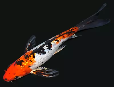 Live Koi Fish 7-8  Gin Rin Sanke Butterfly Koibay • $68