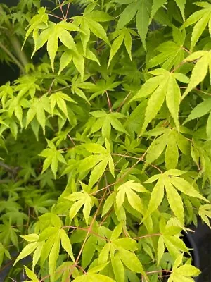 PRE-ORDER Acer Palmatum Katsura Grafted Japanese Maple Tree • £9.75