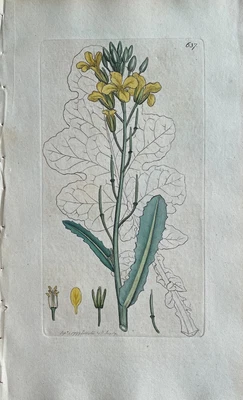£147.16 • Buy Original Antique Print - Botanical Art Print - James Sowerby - Wild Cabbage