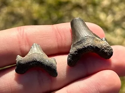 Rare Maryland Otodus Obliquus Fossil Sharks Teeth LOT Megalodon Ancestor Shark • $14.99