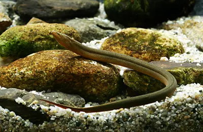 Live Swamp Loach Aquarium Fish Oddball Fish • $49.94