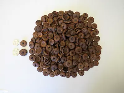 100 Natural Red Oak Acorn Caps For Crafts Decorations • $15.99