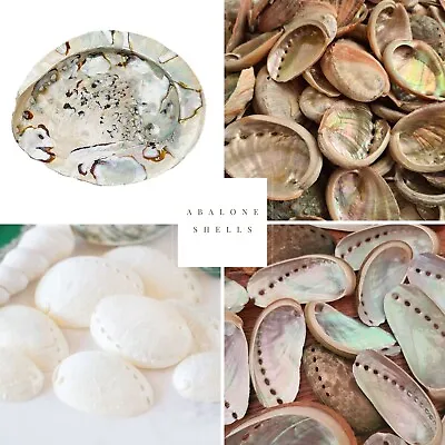 ABALONE Shell Seashells Natural Craft Shells Authentic Ocean Shell Display Art • £3.79