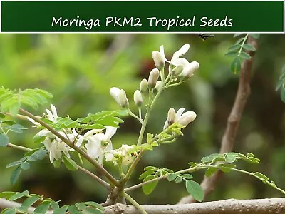 Tropical Seeds -Moringa Oleifera PKM 2 -10 Seeds For Planting • $10.99