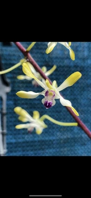 $20 • Buy AAO Orchid-Dendrobium Canaliculatum (Species)