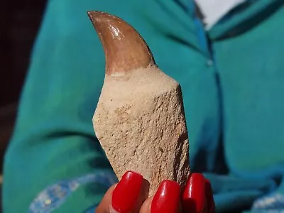 Massive Mosasaur Fossil Dinosaur Tooth 100 Mil Yrs Old Full Grown Adult 3.3  In • $25