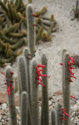 FRESH CACTUS SEED X30 Cleistocactus Hyalacanthus Seeds • £2.55