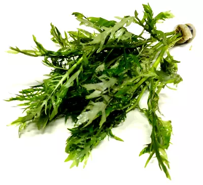 £4.99 • Buy Hygrophila Difformis Water Wisteria Bunch Live Aquarium Aquatic Plant Tropical