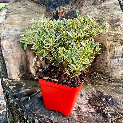 Radicans Dwarf/Miniature Creeping Gardenia Variegated Live Plant PreBonsai Plant • $29.99