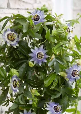 £4.99 • Buy Passion Flower - Passiflora Caerulea - Bluecrown - 100 Seeds