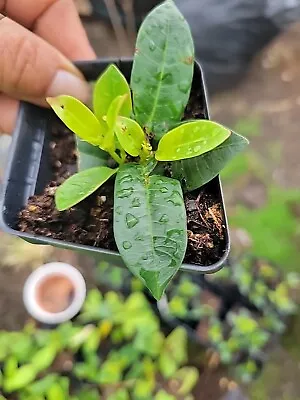 Pink Mandevilla Plant Well Rooted  • $15