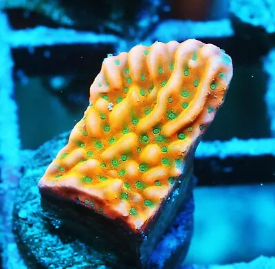 Jason Fox Beach Bum Montipora Zoanthids Paly Zoa SPS LPS Corals WYSIWYG • $4.99