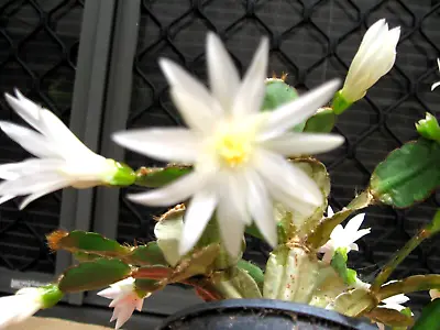 Easter Cactus - Rhipsalidopsis - White  ( 2 Section Rooted Plant ) • $22