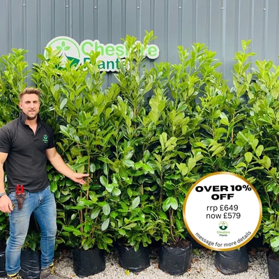 Laurel Hedging 6-7ft X 10 For £649 FREE DELIVERY • £649
