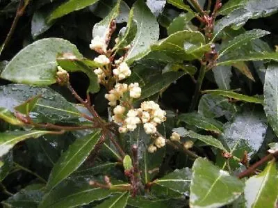 £4.99 • Buy Laurus Nobilis Evergreen Aromatic Kitchen Bay Tree Plant Herb