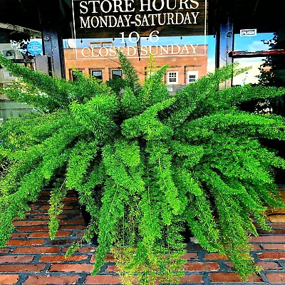 10 ASPARAGUS FOXTAIL FERN Seeds Myers Houseplant Tropical Flower Garden RARE! • $8.95