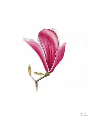 Floral Original Painting Home Decor Hand Painted Realistic Magnolia Flower • £132.59