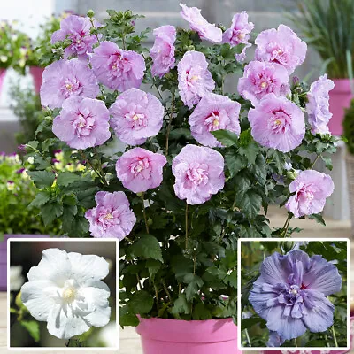 Double Flowered Hardy Hibiscus 'Chiffon' Plants In 9cm Pots Lavender Blue White • £19.99