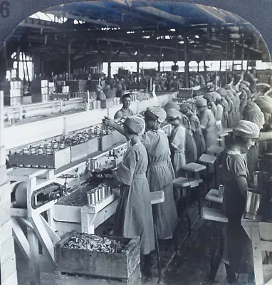 Keystone Stereoview Canning Peaches Visalia CA From 1910s Education Set #236 B • $5.99