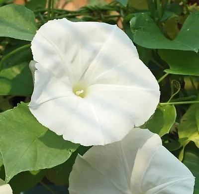 £0.99 • Buy Ipomoea - Morning Glory - Pearly Gates - 30 Seeds - Annual Climber