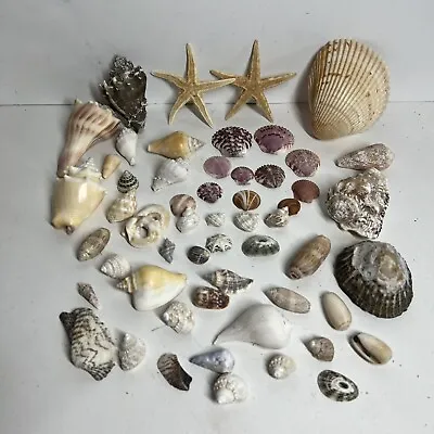 Large Lot Of Seashells Starfish Conch Scallops Nautical Beach Decor Everything • $38